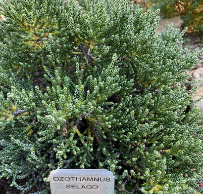 Ozothamnus selago